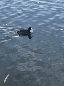 Norii și forța interioară | Gabriela Coman